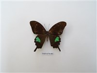 藏品(臺灣琉璃翠鳳蝶)的圖片